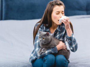 Macska allergia: kérdések és válaszok egy helyen