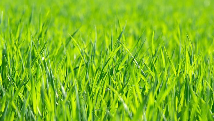 allergia, allergiaszezon