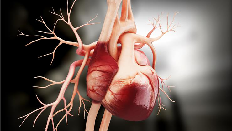 szív, szívbetegség