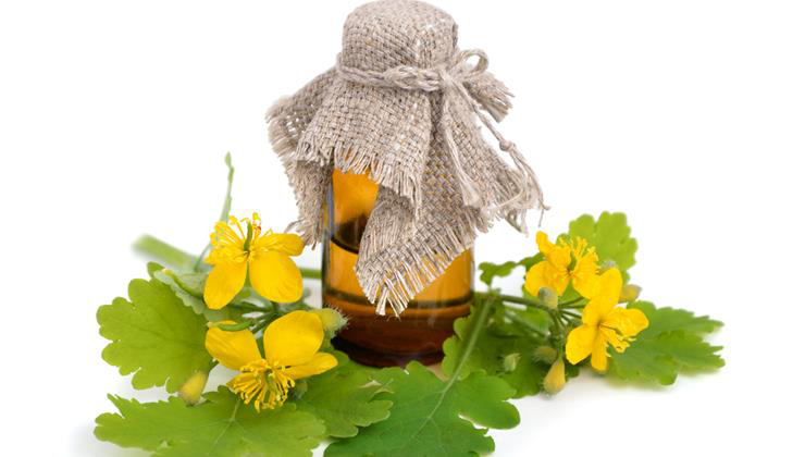 vérhulló fecskefű a csodanövény