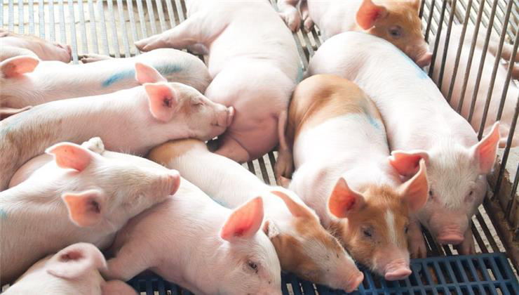 szervátültetés, emberi szerv