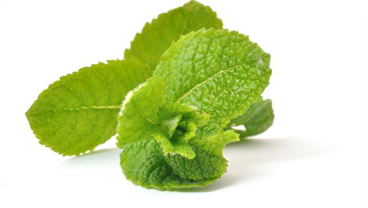 menta, mentalevél, friss mentalevél