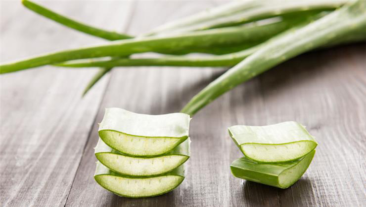 aloe vera
