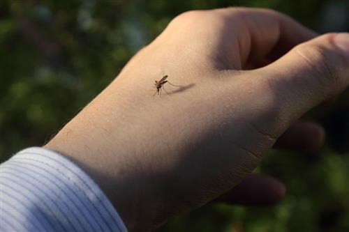 szúnyog, szúnyogok ellen szúnyog, szúnyogok ellen