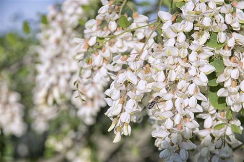 akácvirág szörp akácvirág szörp