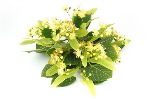 hásfavirág szörp hásfavirág szörp